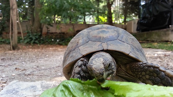 Fig. 7: Morla, tortuga de María Pastor que vive en el jardín. Fotografía de Manuel Benito.